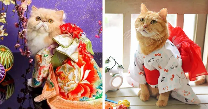 Cats In Kimonos Are A Thing In Japan