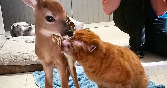 Cat Rescued From Fire Now Nurses Other Animals In Pet Hospital