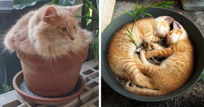 148 Cat-Plants You Probably Shouldn't Water