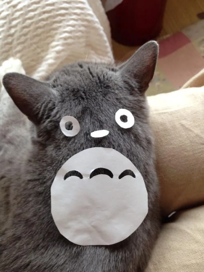 Cat Owners In Japan Are Turning Their Pets Into Totoro