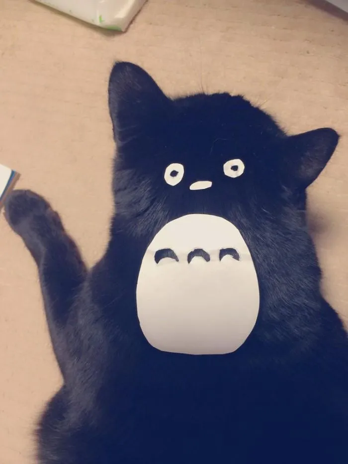 Cat Owners In Japan Are Turning Their Pets Into Totoro