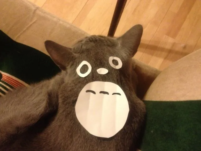 Cat Owners In Japan Are Turning Their Pets Into Totoro