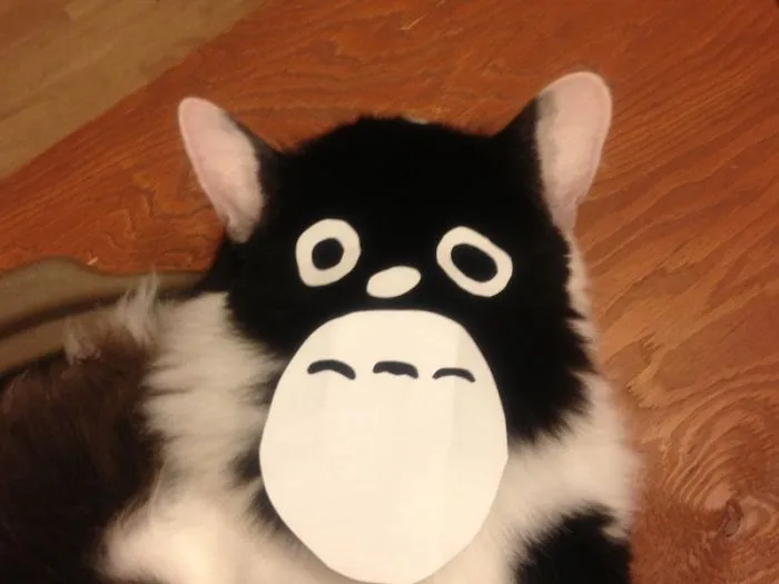 Cat Owners In Japan Are Turning Their Pets Into Totoro