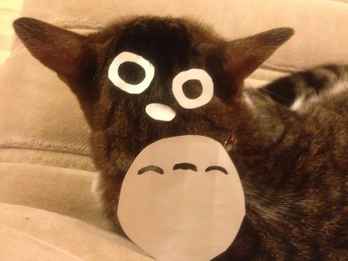 Cat Owners In Japan Are Turning Their Pets Into Totoro