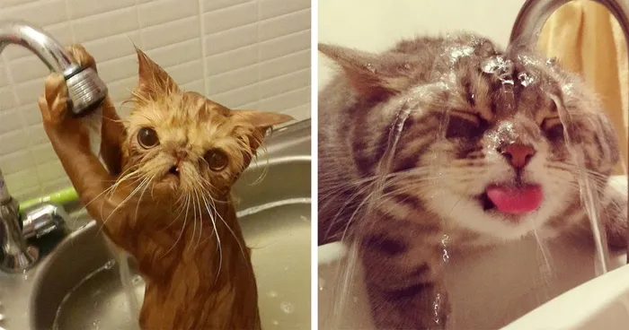 73 Crazy Cats That Actually Love Water