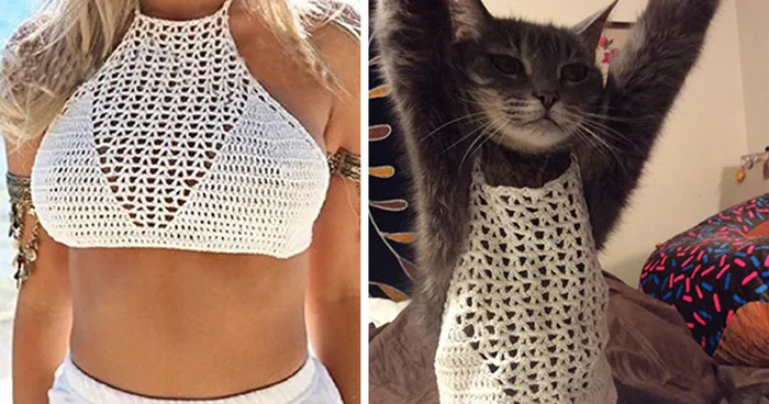 Mom Dresses Cat In Daughter's New Bra Top To Show How Ridiculously Small It Is