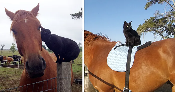 My Cat Morris Loves To Go Horse Riding!