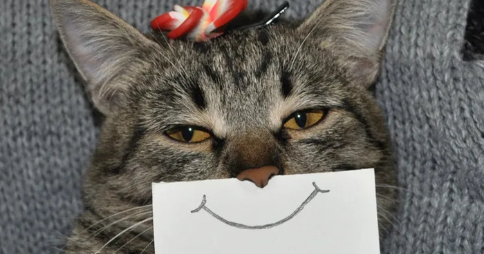 Creative Owner Draws Funny Facial Expressions For His Cat