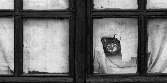 30 Melancholic Cats Waiting For Their Humans To Return