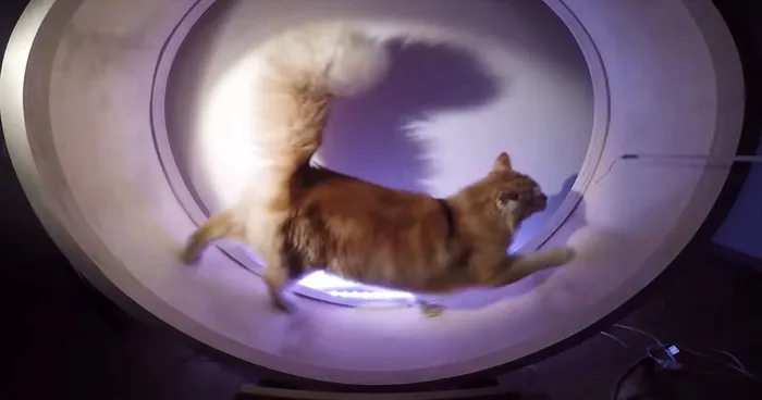 Kuna's Wheel: Our Hamster Wheel For Cats
