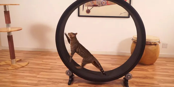 One Fast Cat: A Hamster Exercise Wheel For Cats