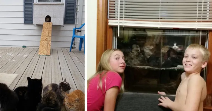 This Dad Built A 'Cataquarium' For Freezing Cats On Thanksgiving