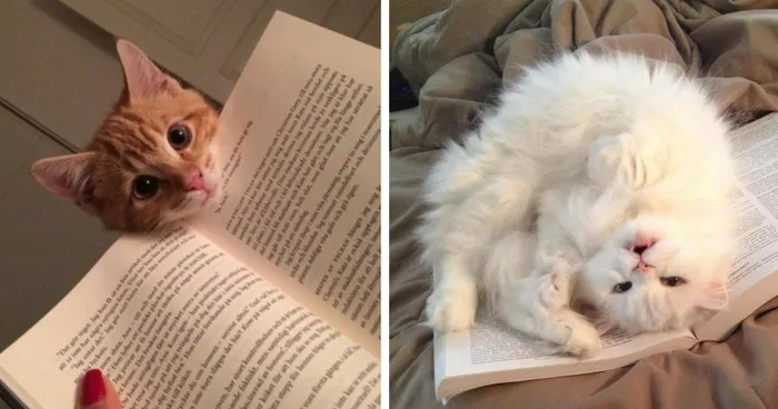 249 Cats That Need Your Attention The Exact Moment You Start Reading