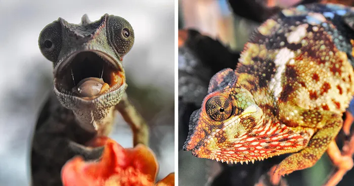 Chameleon Panthers Climbing Flowers Are Just Too Photogenic