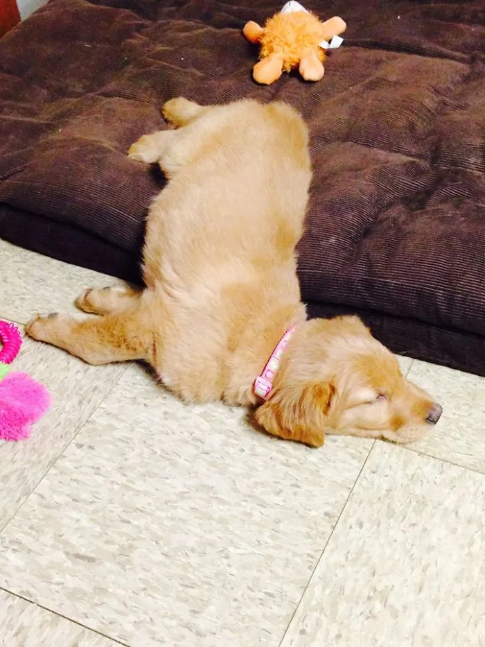 Chevy Had A Long Day Checking In Parts At The Body Shop Today ...she's On Her Break!