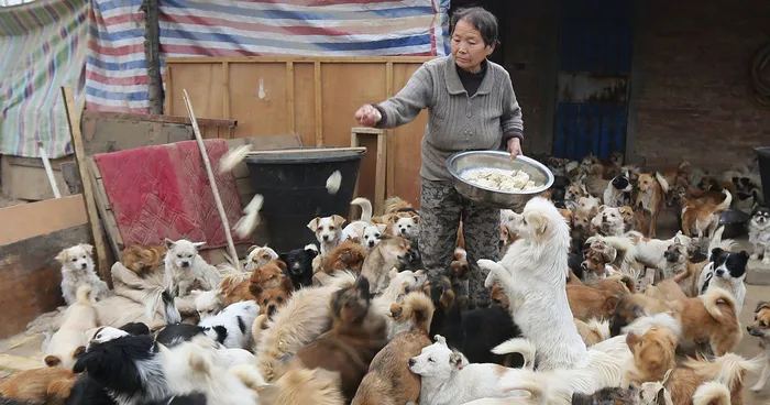 Every Day, These Elderly Chinese Women Wake Up At 4AM To Feed 1,300 Stray Dogs