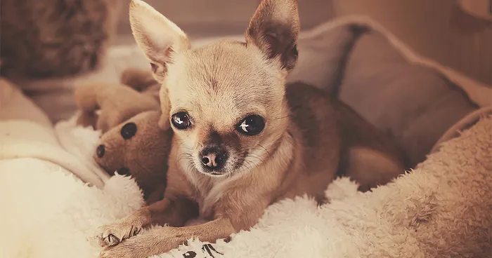 Meet Chloe: My Adorable Mini Chihuahua