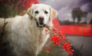 There Are So Many Reasons Why I Love My Golden Retriever