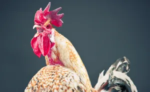 Portraits Of Moroccan Farm Roosters