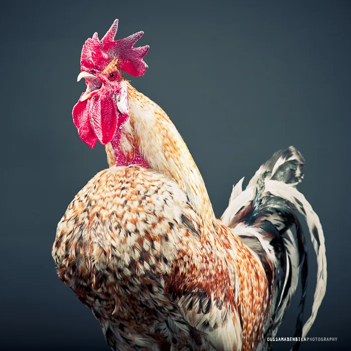 Portraits Of Moroccan Farm Roosters
