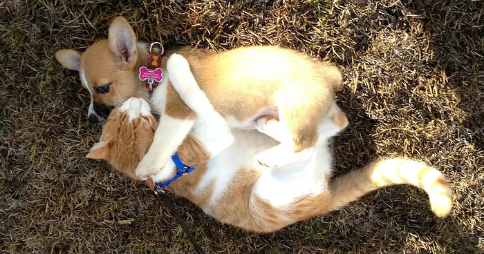 This Corgi And Cat Are Inseparable Friends