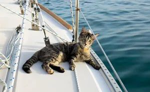 Couple Quits Jobs And Sells Everything To Travel The World With Their Cat