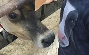 Cow Amoosed By My Son’s Cow Shirt