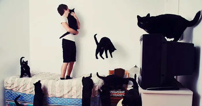 My Photos Of Crazy Cat Lovers
