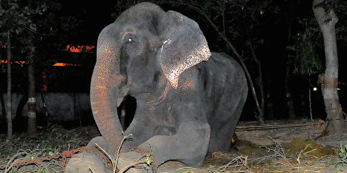 Elephant Raju Cries After Being Rescued From 50 Years Of Suffering In Chains