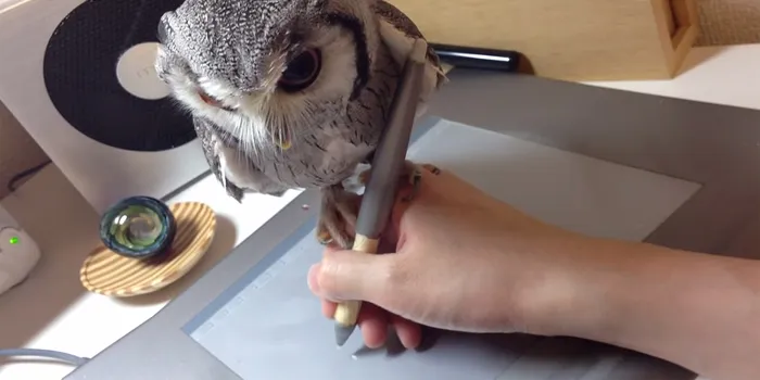 Northern White-faced Owl Helps Its Owner Draw