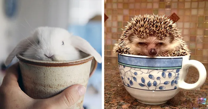 70 Cups Full Of Cuteness