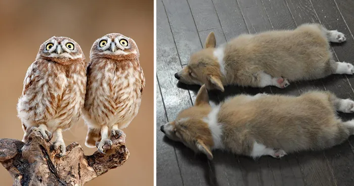 25 Animal Twins That Are Tough To Tell Apart
