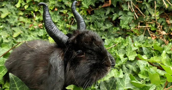 My Bunny Cosplays (She Doesn't Mind It)
