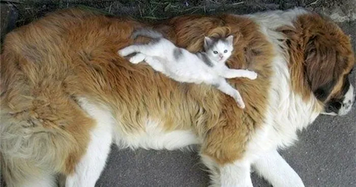 80 Cats Who Use Dogs As Pillows
