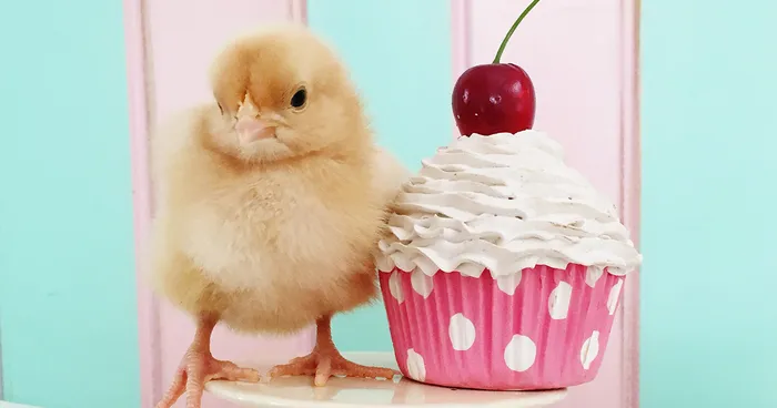 Little Chickens Joined Our Farm And I Couldn't Resist Making An Easter Photoshoot