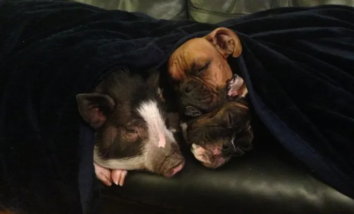 This Pig Thinks She's A Dog