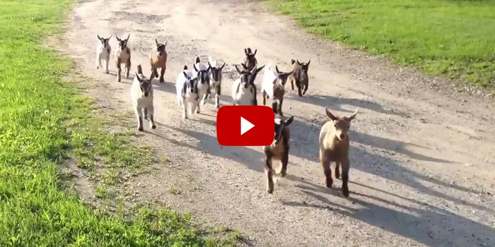 44 Happy Baby Goats Going For Their Evening Run At Sunflower Farm