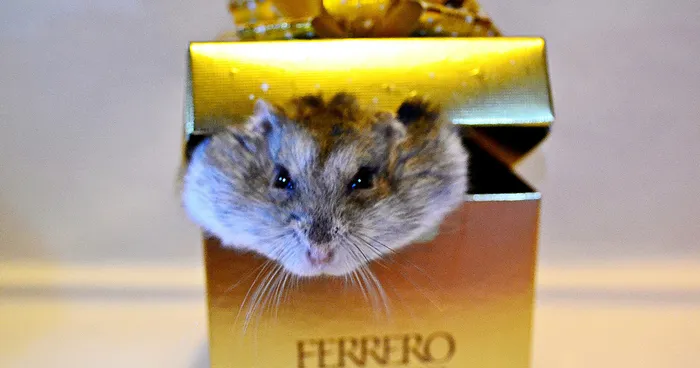 An Ordinary Day Of My Daugter's Hamster