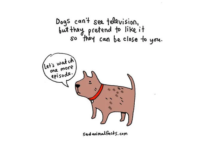 Sad Animal Facts Are The Cutest Way To Ruin Your Day