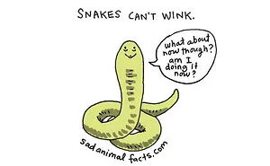 Sad Animal Facts Are The Cutest Way To Ruin Your Day
