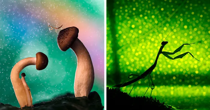 I Made A Photo-Shoot With Cute Insects That Visit Me In My Garden