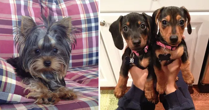 Let's See Pictures Of Your Baby Dogs