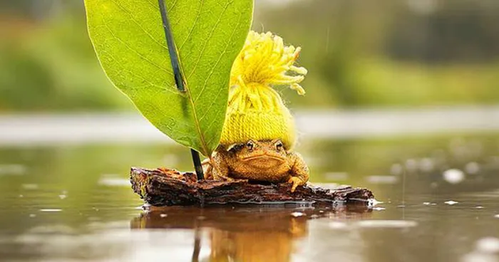 Toads Are Great Models