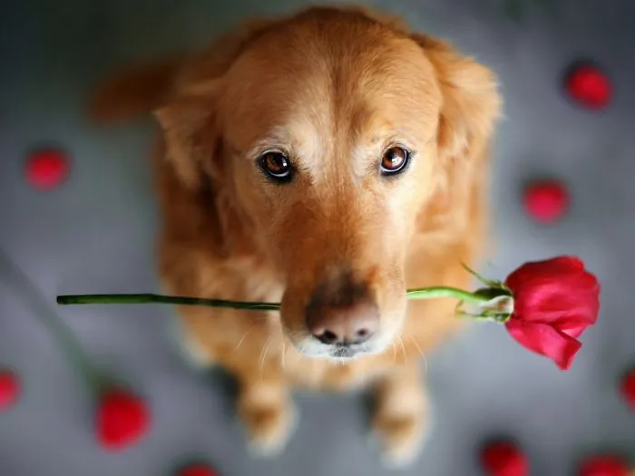 My Other Dog Rose