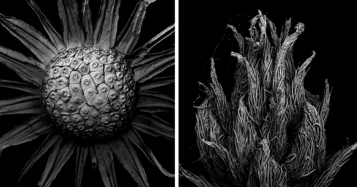Decaying Plants I Captured With A Scanning Electron Microscope