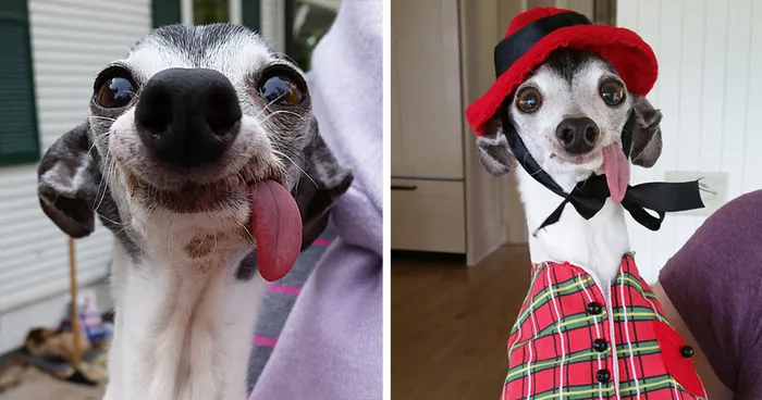 Meet Zappa, The Sid Lookalike Dog With A Floppy Tongue