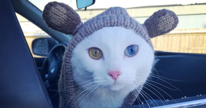 122 Unusually Beautiful Animals With Different-Colored Eyes