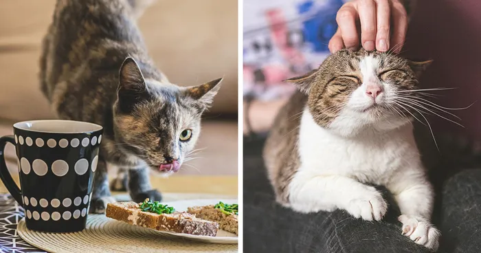 I Am Still A Cat: I Photograph Disabled Cats To Show They're Still Awesome
