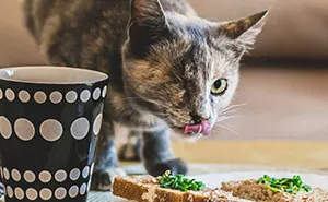 I Am Still A Cat: I Photograph Disabled Cats To Show They're Still Awesome