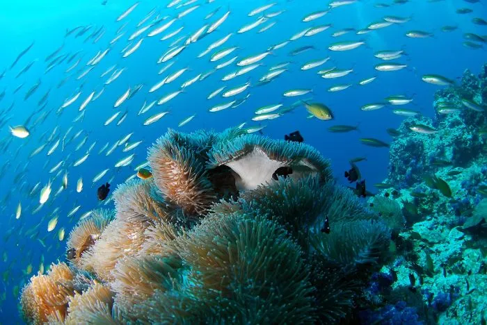 Fish